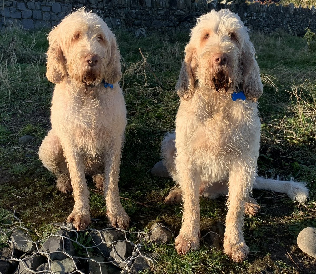 nicolawatkins's tweet photo. @philipnolan1 Here’s my two loving their walk in the beach #TwitterSunday https://t.co/bzpXCvywGI