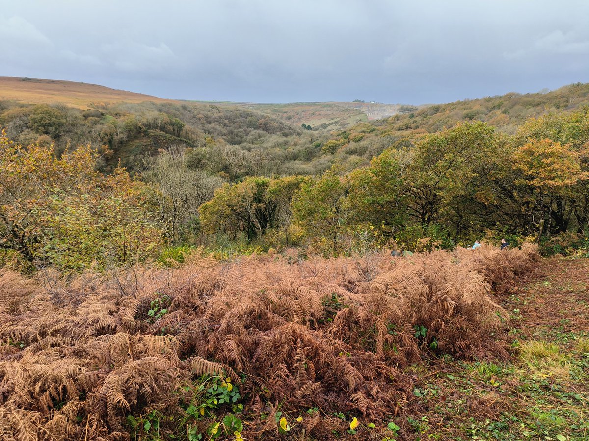 LynEvans2's tweet photo. @BridgendCollege Conservation Volunteers working today with @savebutterflies to clear scrub for the High Brown Fritillary. Great to have both old and new students out enjoying the weather and the bonfire! https://t.co/Ob1KbUZnmF