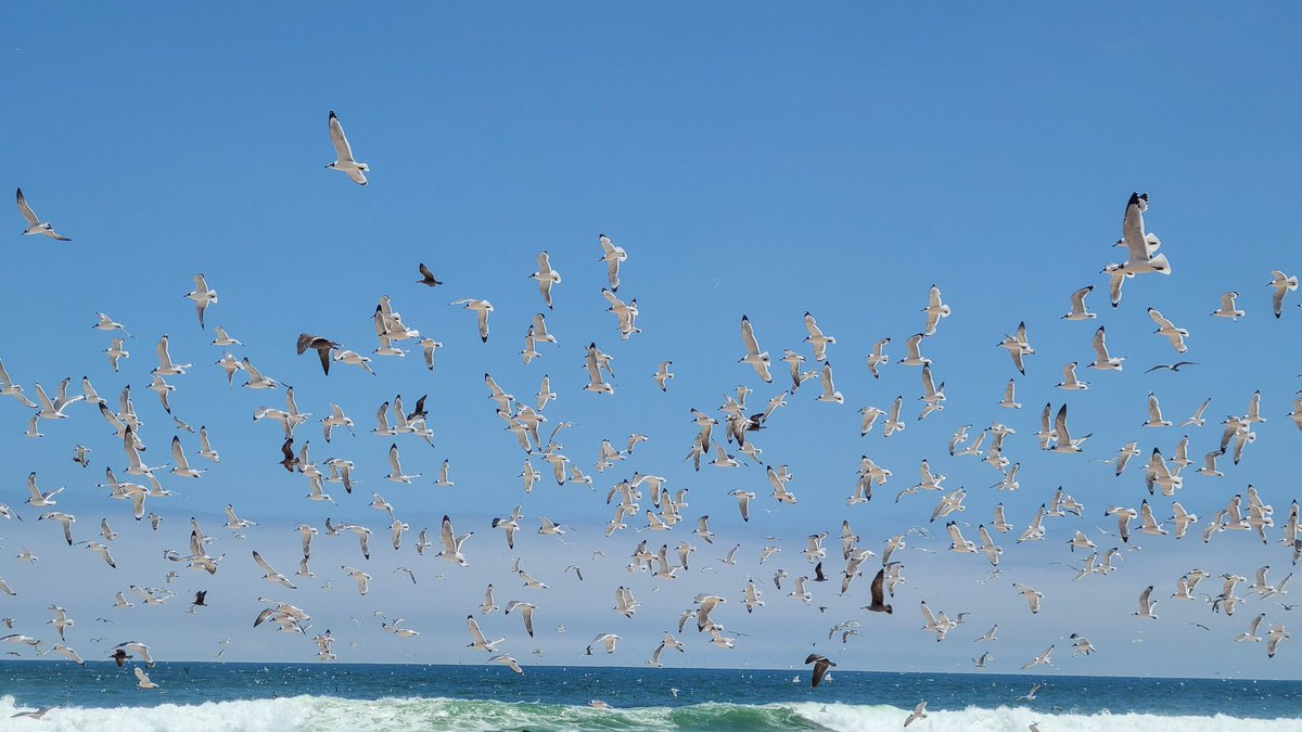 Cristina Dorador Ortiz 🦩 tweet media