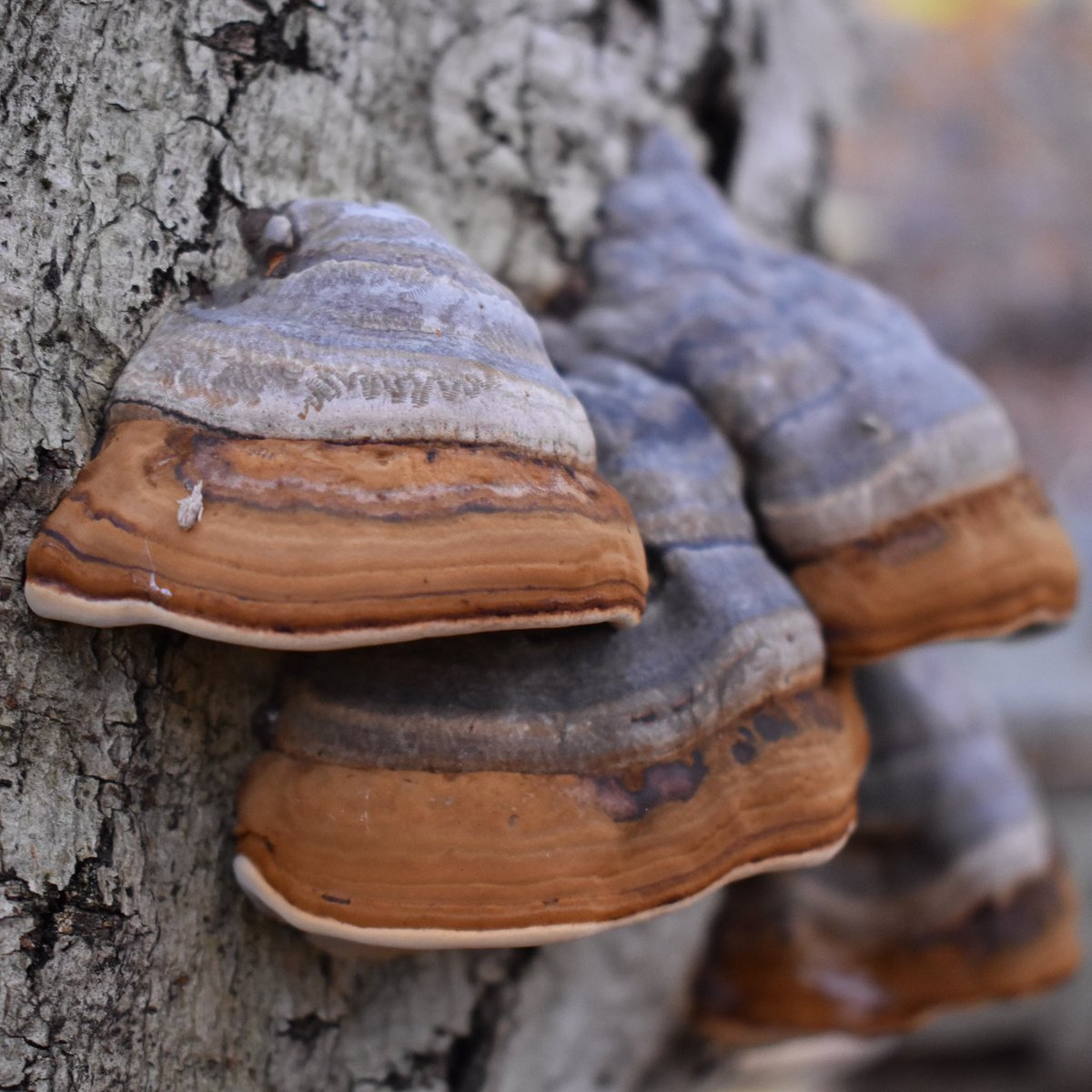 more than mushrooms tweet media