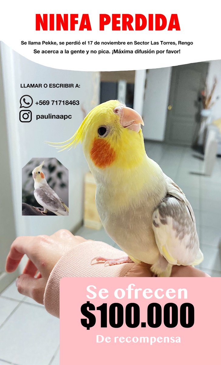 Paulinaapc_art's tweet photo. Hago nuevo afiche, se perdió un día antes de mi firma de libros 🥺 https://t.co/x2nbBklvOn
