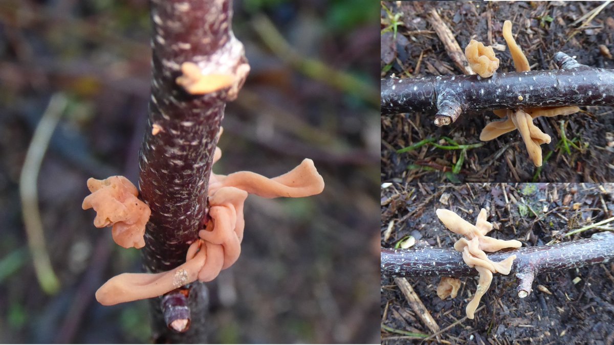 Anne Edwards (@annieedwardsjic) on Twitter photo Pipe Club var. contorta on dead birch in Ashwellthorpe Wood today <a href="/NorfolkWT/">Norfolk Wildlife Trust</a> @NorfolkNats Pipe Club var. contorta on dead birch in Ashwellthorpe Wood today <a href="/NorfolkWT/">Norfolk Wildlife Trust</a> @NorfolkNats