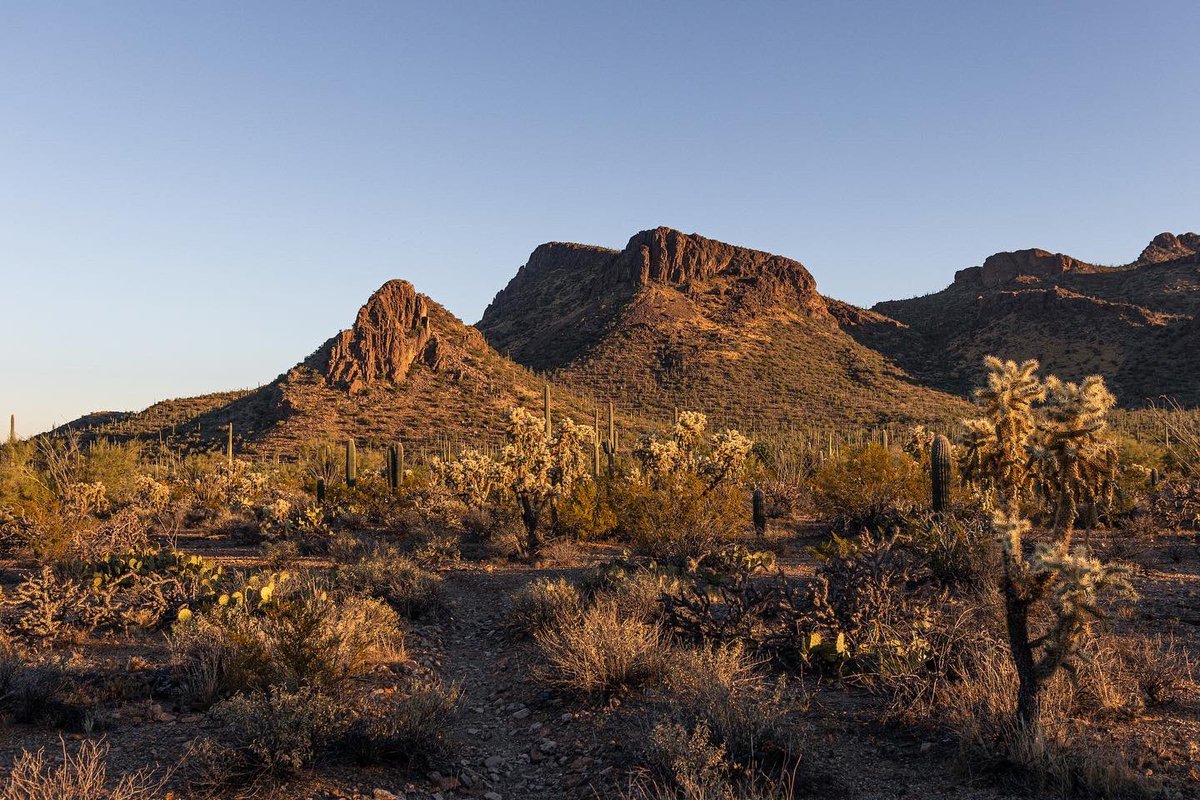 CartoonSushi's tweet photo. Spent a few days in the desert // Saguaro National Park #FindYourPark #Arizona #NationalParks https://t.co/9b5Lma4XXZ https://t.co/MMFZHJcnZi