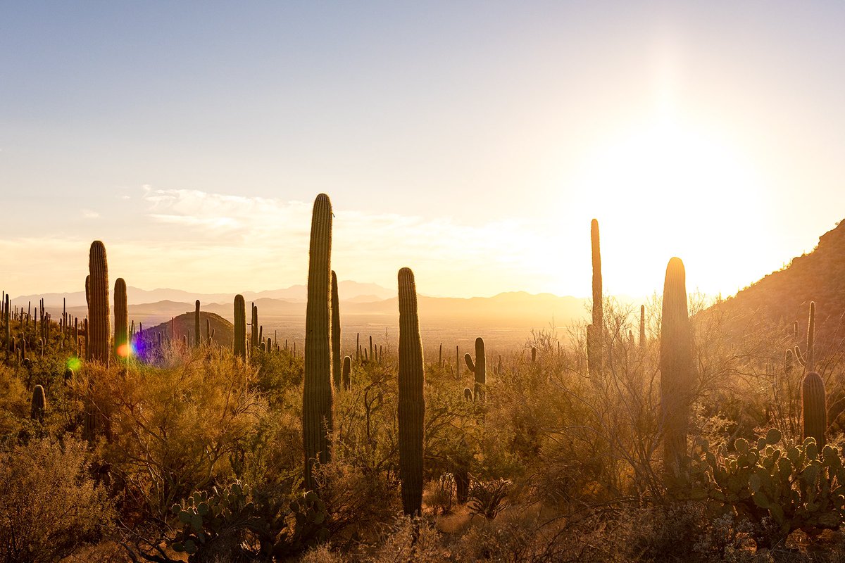 CartoonSushi's tweet photo. Spent a few days in the desert // Saguaro National Park #FindYourPark #Arizona #NationalParks https://t.co/9b5Lma4XXZ https://t.co/MMFZHJcnZi