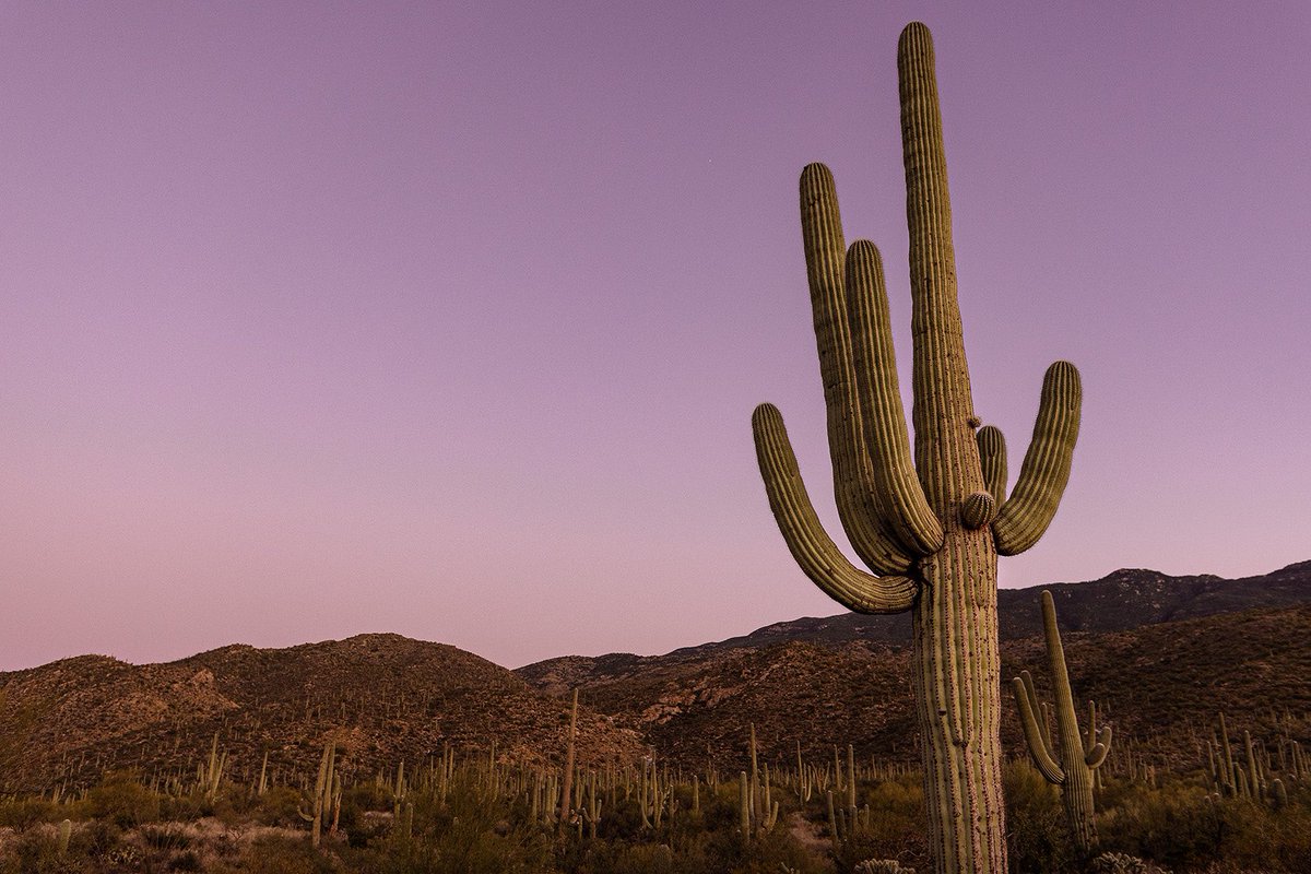 CartoonSushi's tweet photo. Spent a few days in the desert // Saguaro National Park #FindYourPark #Arizona #NationalParks https://t.co/9b5Lma4XXZ https://t.co/MMFZHJcnZi