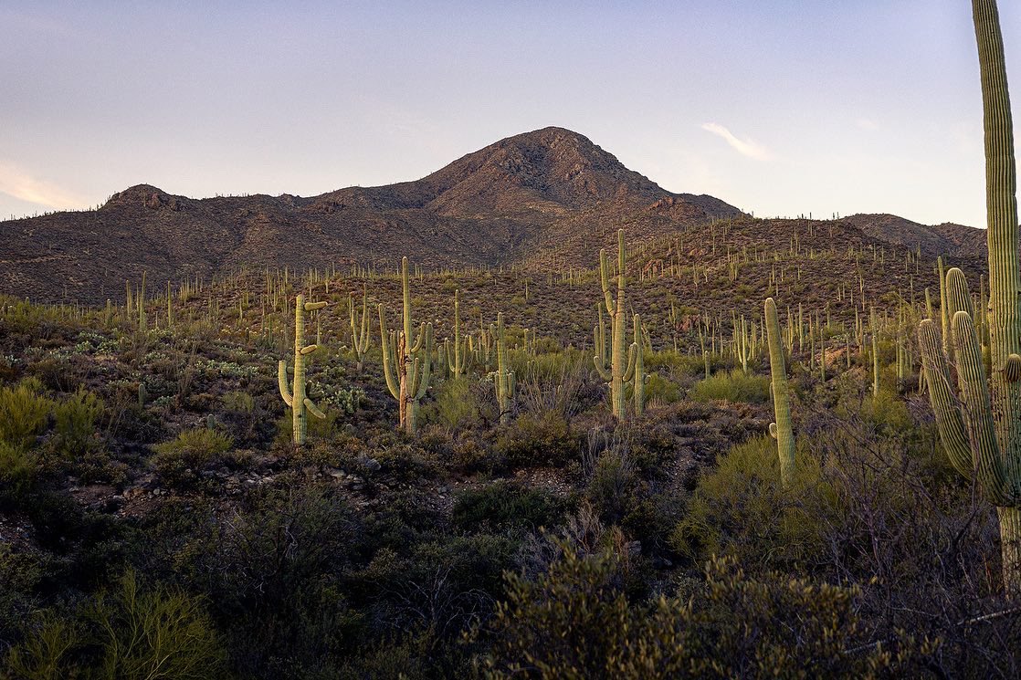 CartoonSushi's tweet photo. Spent a few days in the desert // Saguaro National Park #FindYourPark #Arizona #NationalParks https://t.co/9b5Lma4XXZ https://t.co/MMFZHJcnZi