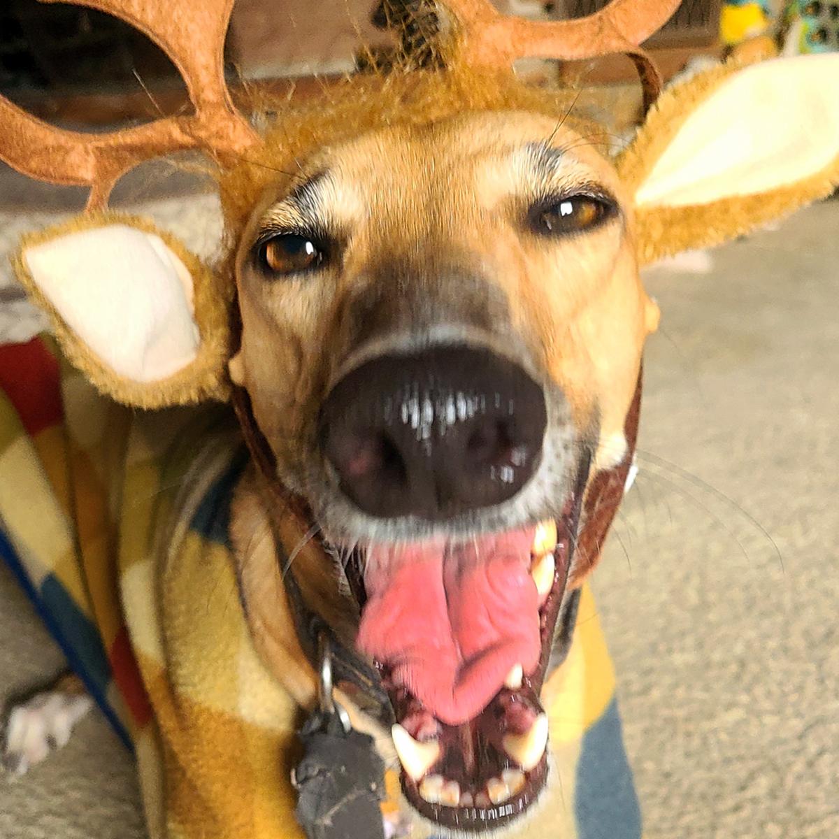 AZHeartHounds's tweet photo. Bid Early, Bid Often! Our Bidding for Good Auction is all for the Arizona Heartfelt Hounds! And you benefit by getting awesome treasures for gifts... or for YOURSELF!
https://t.co/D3rSCaR7Jf 
.
https://t.co/AwJThE8hz6
.
#azheartfelthounds #biddingforgood
https://t.co/DfLASVMzrP https://t.co/EdBTml2SOk