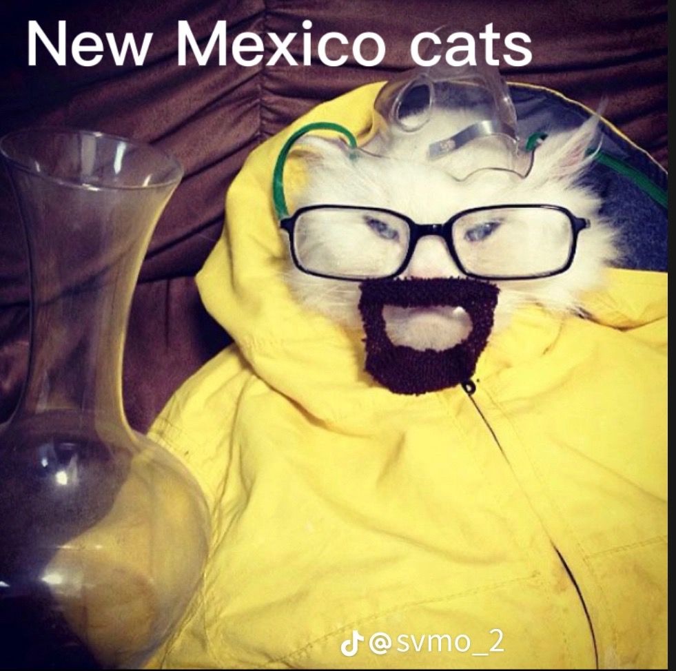 gerardo02087455's tweet photo. @Chessivt NEW MEXICO  CATS https://t.co/WL9dC3czeJ
