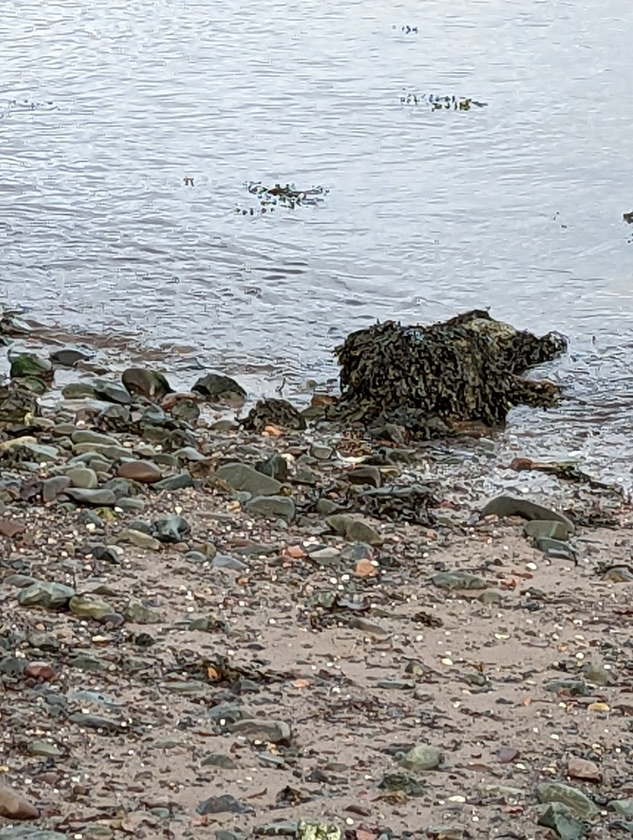 TroyBC2020's tweet photo. Can you spot the bird? #wildlife #LochRyan #seabird #hiding #camoflage https://t.co/Y9cdgmWKhh