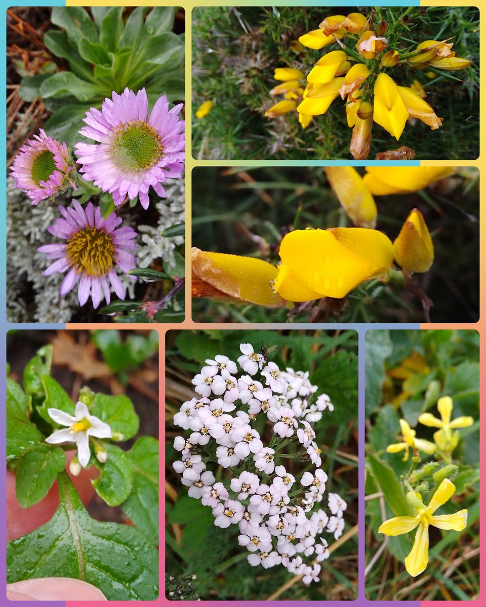 s4r4h_l's tweet photo. #WildflowerHour from #StAnnes today. Sea daisies, gorse, sea radish, yarrow and I think black nightshade. @wildflower_hour @BSBIbotany #DailyFlowers @StAnnesTweetUp @LythamLifeStyle @VisitLytham #vitaminN #joy https://t.co/jbXo3kaBNx