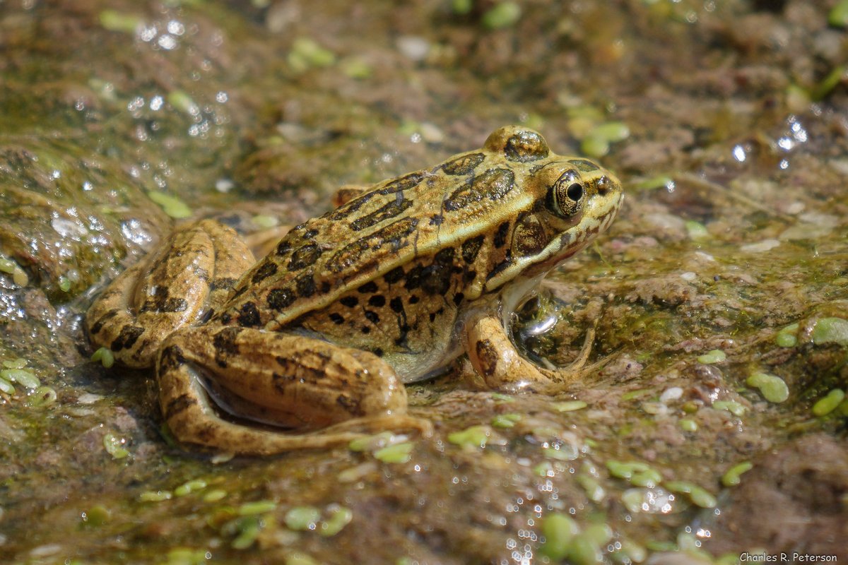 woodlandparkzoo's tweet photo. Only one native population of this once common frog remains in Washington state. To protect species like the northern leopard frog, add your voice to ours and ask Congress to pass the Recovering America’s Wildlife Act now! https://t.co/nbeLMFtwPx #RecoveringAmericasWildlifeAct https://t.co/GdHC8PapmQ