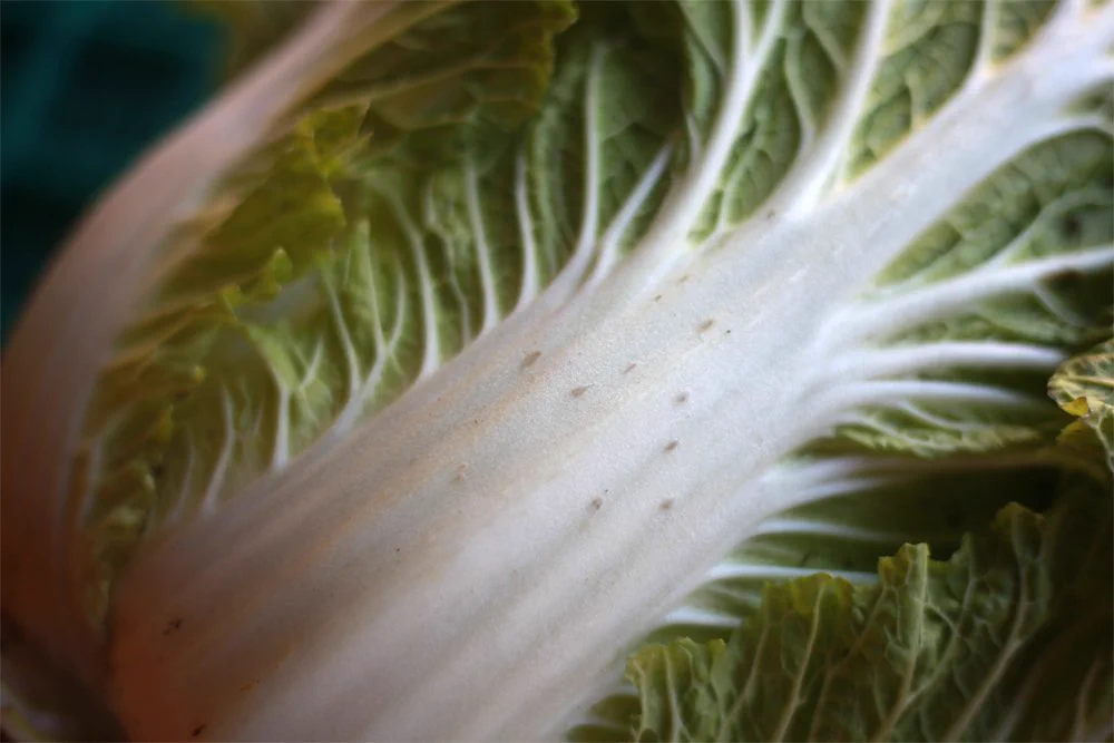 白菜に黒い点が気になる…。捨てずに食べてください！？