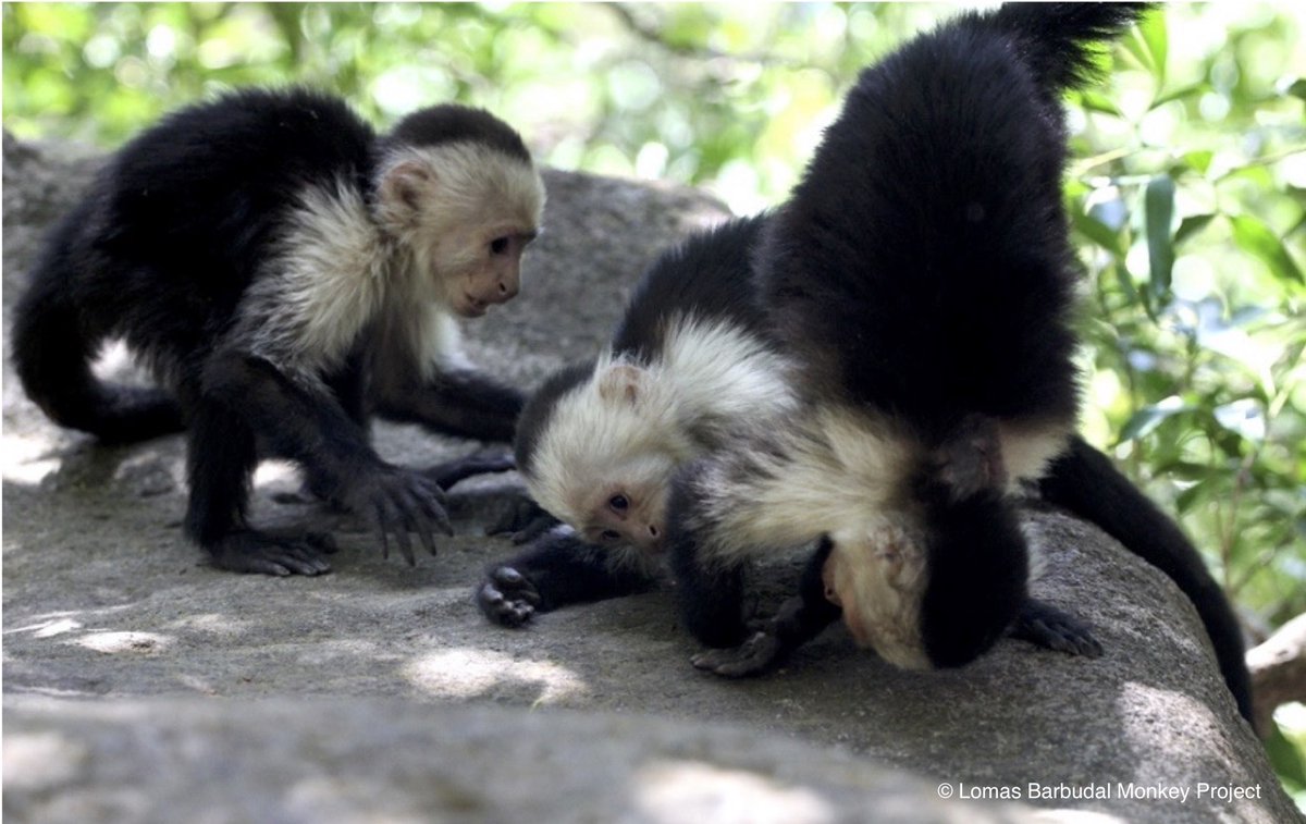 ScienceSquil's tweet photo. In print @AmJournalPrimat this month! My first empirical paper from grad school and a culmination of my MA thesis project. We looked at patterns of social and solitary play across the lifespan in 38 wild white-faced capuchin monkeys that were observed over 18+ years. 🧵 https://t.co/EJWE8rCPZX