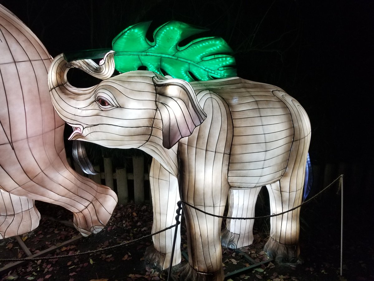 shaneburke19's tweet photo. Elephants in Dublin Zoo, so hard to photograph, but incredible to see. https://t.co/YyVLO9qSgZ