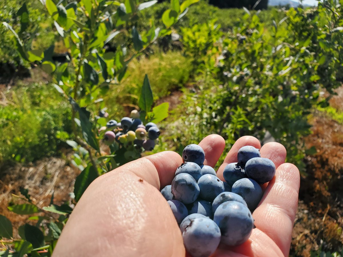 Blueberries season 👀