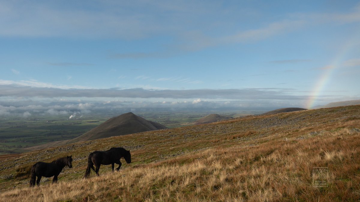 Fell ponies above the clouds. When spending time with any breed in it’s native environment, you truly appreciate how special &amp; specific they are to that area. From Exmoor to the Outer Hebrides, our native M&amp;M ponies were developed to live, work, &amp; thrive in tough surroundings