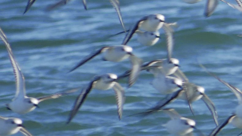 birdheadbluez's tweet photo. Help! What are they? Very blurry…#birds #birdwatching #ocean #queensbird #nyc #queens @BirdQueens https://t.co/n18iAG9IMc