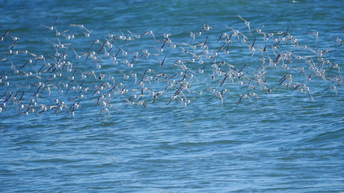 birdheadbluez's tweet photo. Help! What are they? Very blurry…#birds #birdwatching #ocean #queensbird #nyc #queens @BirdQueens https://t.co/n18iAG9IMc