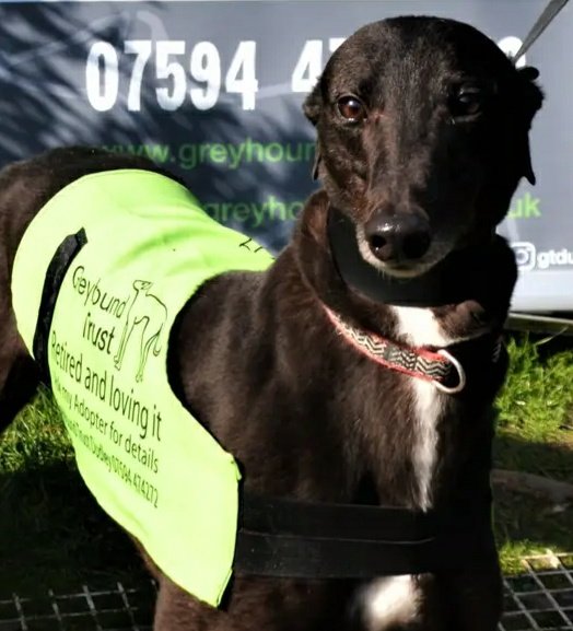 Greyhound Trust Dudley tweet media