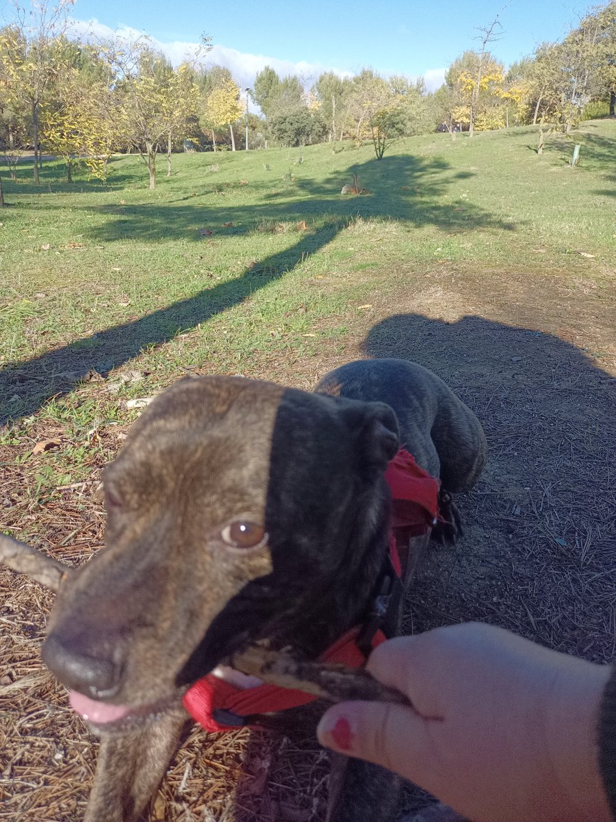 #dogs
#nature