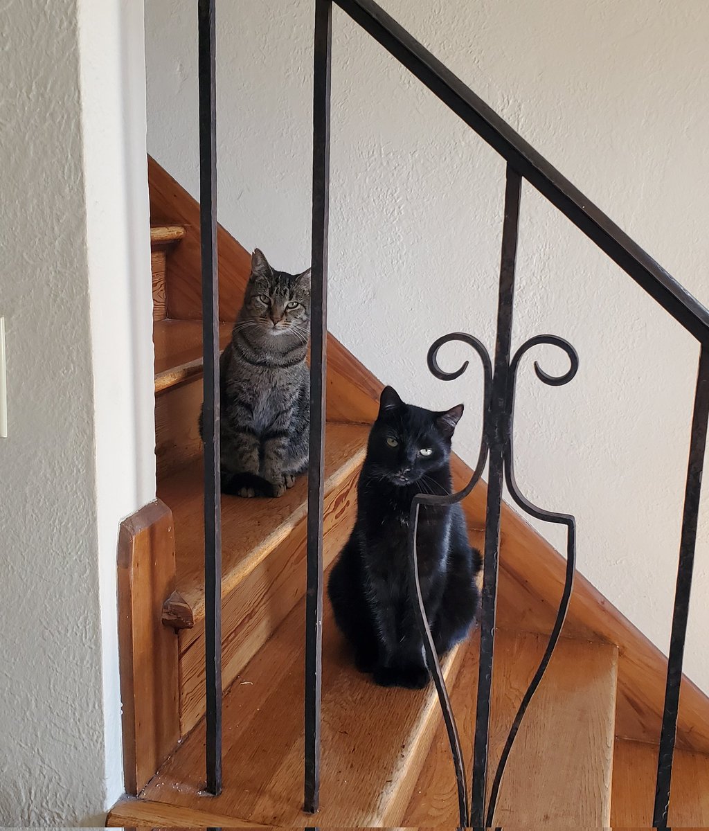 JazzCat5's tweet photo. @ConnieSchultz Ruby, Rosemary, Gwen and Chita say thank you for the reminders to breathe and send their good wishes from NW Ohio https://t.co/sGJWWbCAmy