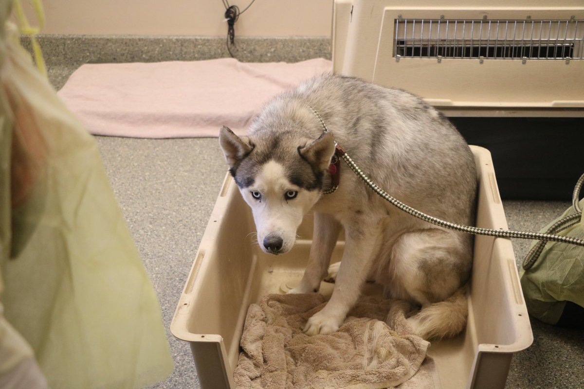 Teryn1D's tweet photo. A year in the making - Rex and Fiona were rescued from a puppy mill in Iowa over a year ago. Now, they are thriving at @WaysideWaifs, ready to find their forever home. Their journey will be ready for you to view on December 4th! #RexandFiona #beforeandafter https://t.co/V4BRWI6cVI