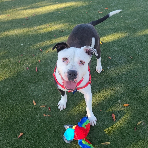 #Dog #Kimba_CCSTCA_07 cutest ears ever https://t.co/DldesZM8f4 https://t.co/6N5YKSQ6If