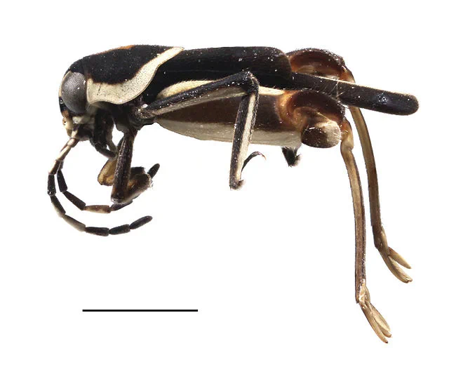 the bug is a Tridactylidae, weird extremely tiny grasshopper that lives in sand, beloved by entomologists for cute baby proportions 