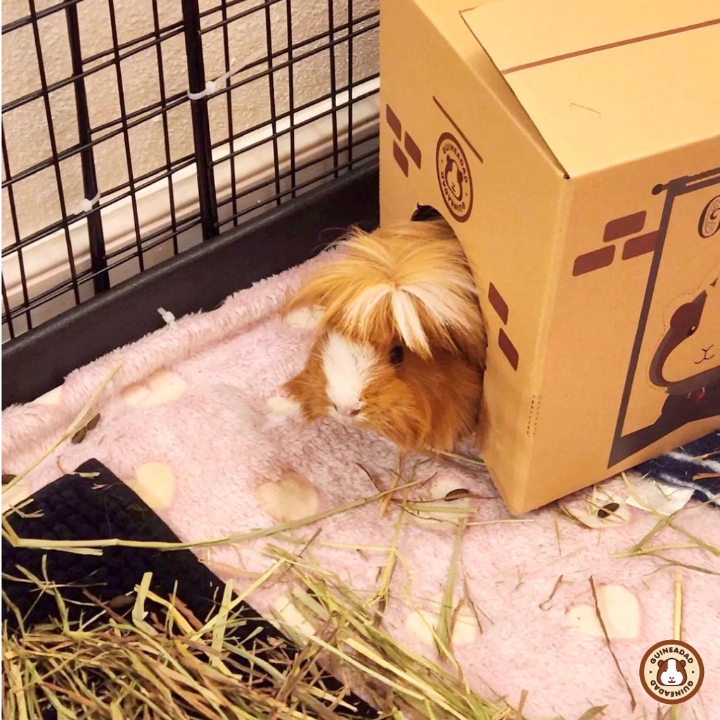 GuineaDad's tweet photo. Take a look at our #GuineaDadModel of the week! Isn't she the prettiest you've ever seen??? @/peanutbutterpiggles on IG!
🏚️Click the link to shop the GuineaDad Crunchy Condo!
https://t.co/jqzKHJeVXO
#guineapig #guineadad #guineapigs #guineapighidey #guineadadcrunchycondo https://t.co/YrM4qBIE6d