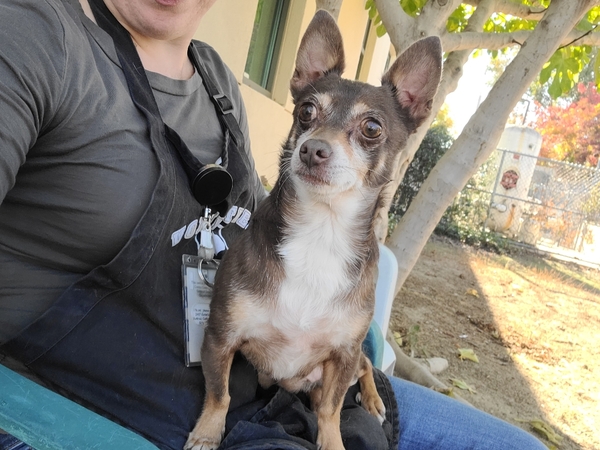 #Dog #James_CCSTCA_15 perfect lap doggie https://t.co/BIzevHvqaz https://t.co/4Pq6FnO39I