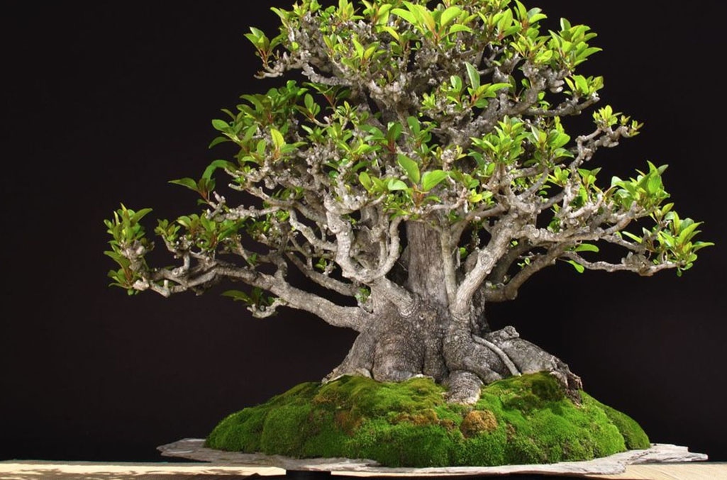 Ombú Bonsai
#plantsofinstagram #plantlover #plants