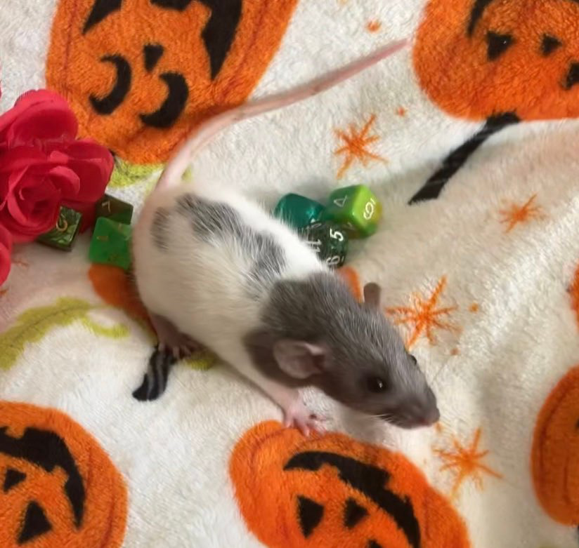 Dubers151's tweet photo. @RattyCreations I run a rattery, and rats are honestly one of the best things to ever happen to me. Enjoy a pic of my gorgeous boi Steven https://t.co/pmX9RpImpq