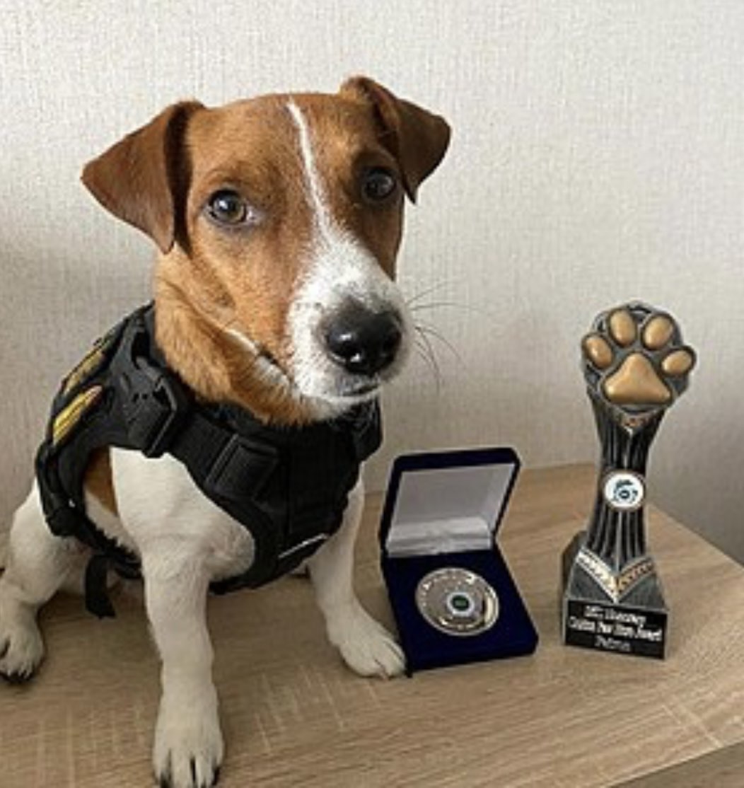 DefenceU's tweet photo. Patron became a UNICEF goodwill dog. The first task that Ukraine assigned to him was to use all international legal instruments to release Ukrainian intelligence officer Senior Lieutenant Racoon. https://t.co/HkxxSTWfnk