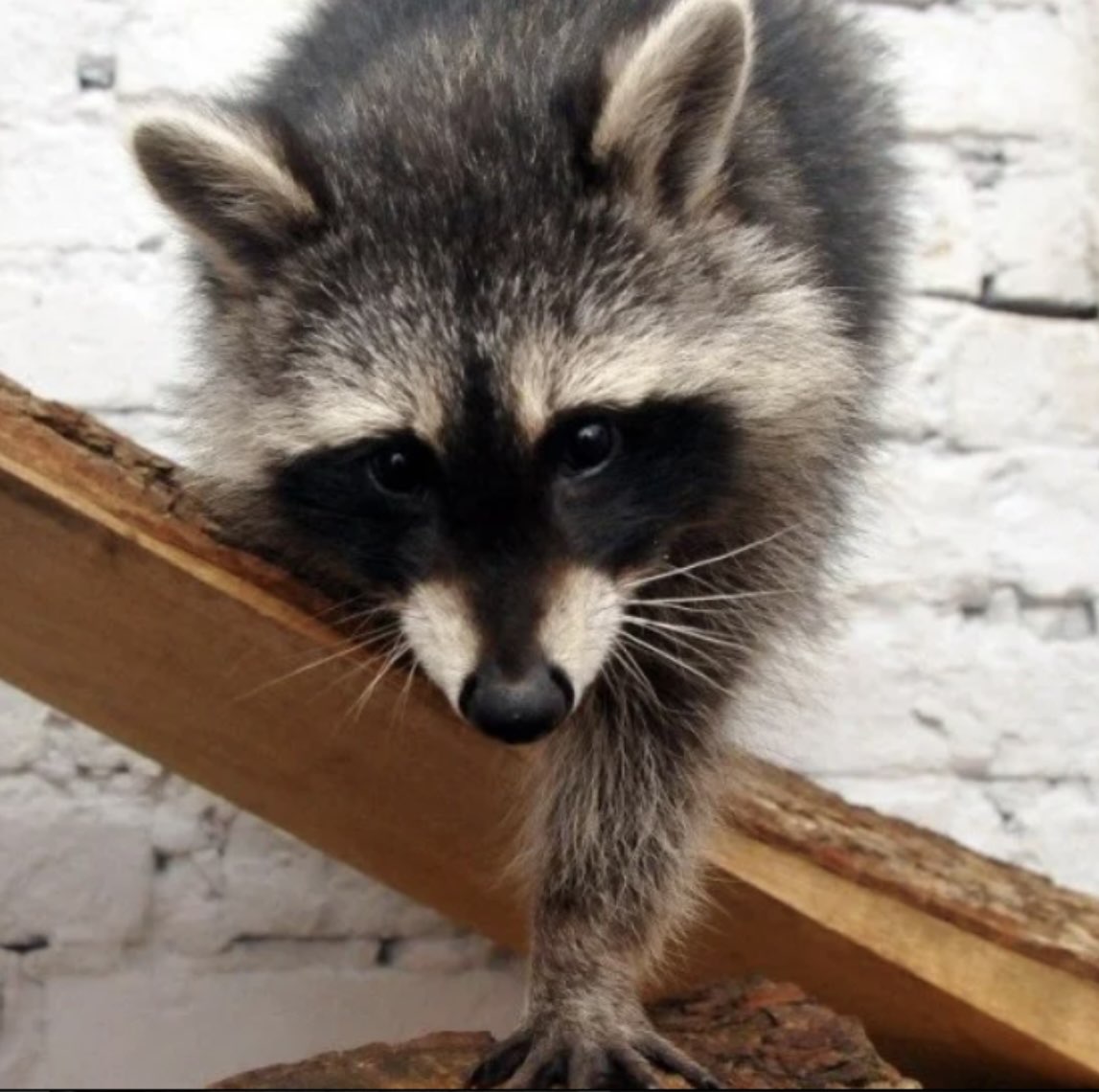 DefenceU's tweet photo. Patron became a UNICEF goodwill dog. The first task that Ukraine assigned to him was to use all international legal instruments to release Ukrainian intelligence officer Senior Lieutenant Racoon. https://t.co/HkxxSTWfnk