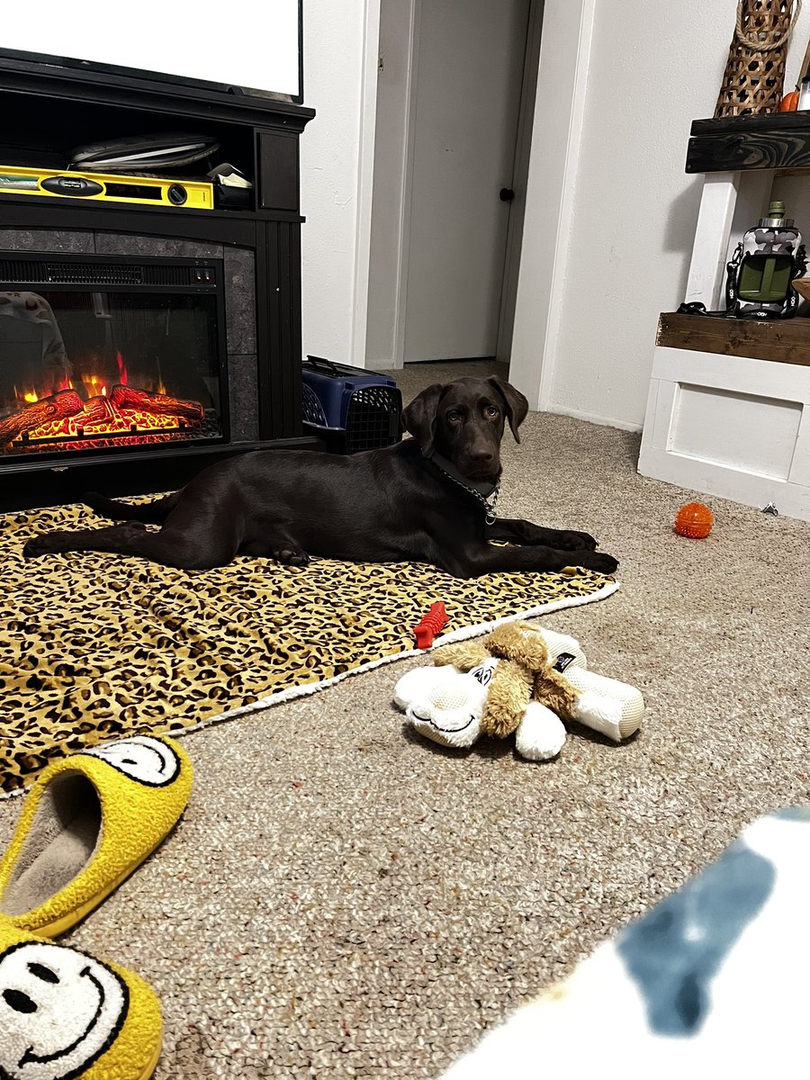 clth34's tweet photo. @DeWayne_May She’s 5 months and like 25lbs. https://t.co/2nLPDXKRum