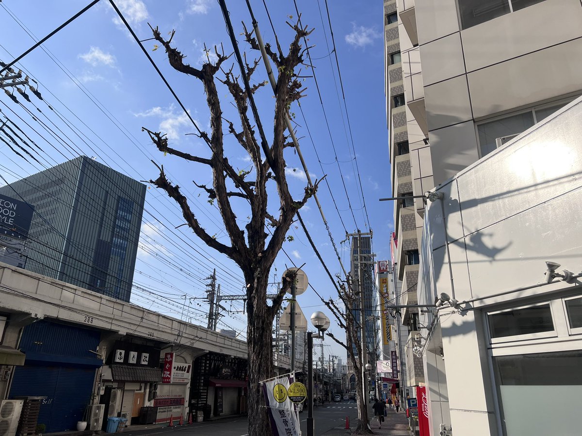 k6happyman's tweet photo. おはようございます😃

最近は植栽管理に目覚めています。
街の至る所の植栽が気になって仕方がない🤩

これからの時期は落葉広葉樹の剪定。バシバシ整えていきますハッピー🤗

#落葉広葉樹
#剪定時期
#街の植栽
#気になる今日この頃
#仕事が楽しい https://t.co/fvDNEMVxIx