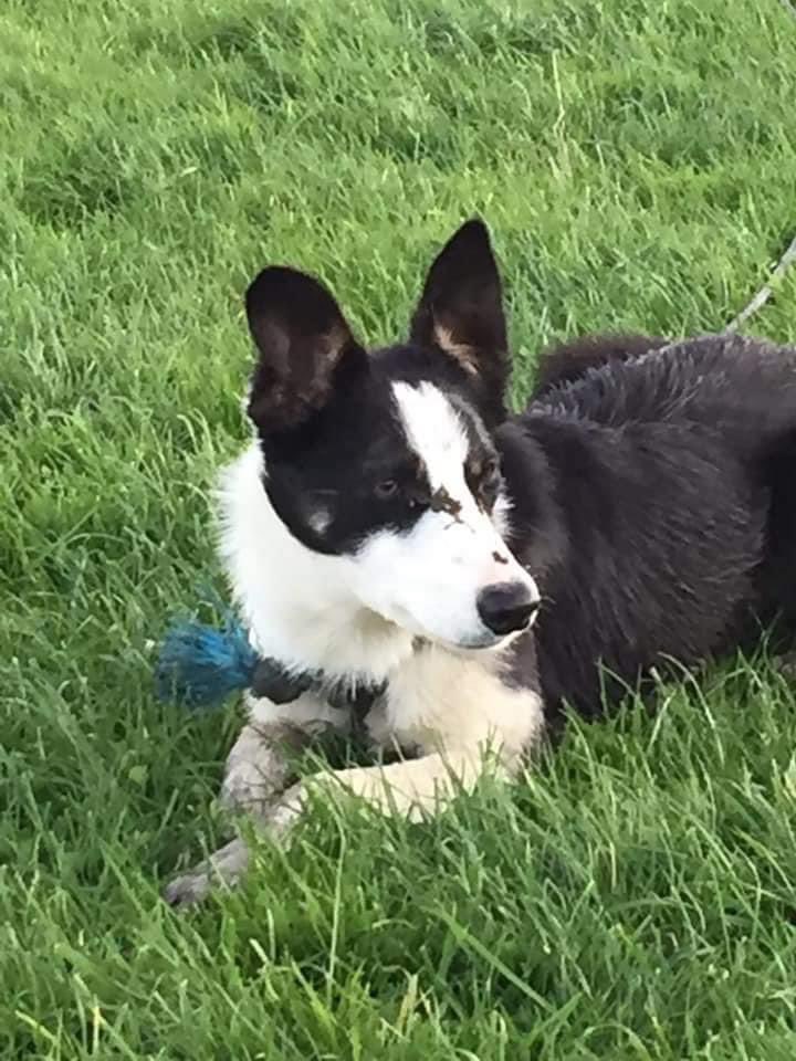 colliesontherun's tweet photo. πΊοΈURGENTπΊοΈPIGEON ROCK MOUNTAIN,MOYAD ROAD #ATTICAL.THIS WEE ONE WENT MISSING FRI 18/11/22 WHILST OUT WORKING WEARING A BLACK NYLON COLLAR/A TRACE COLLAR.VERY LOVED WORKING DOG.IF FOUND OR SIGHTED PLS CONTACT Lost/Found Pets South Down https://t.co/W25c67vSq6 https://t.co/EQz2ELcEqs