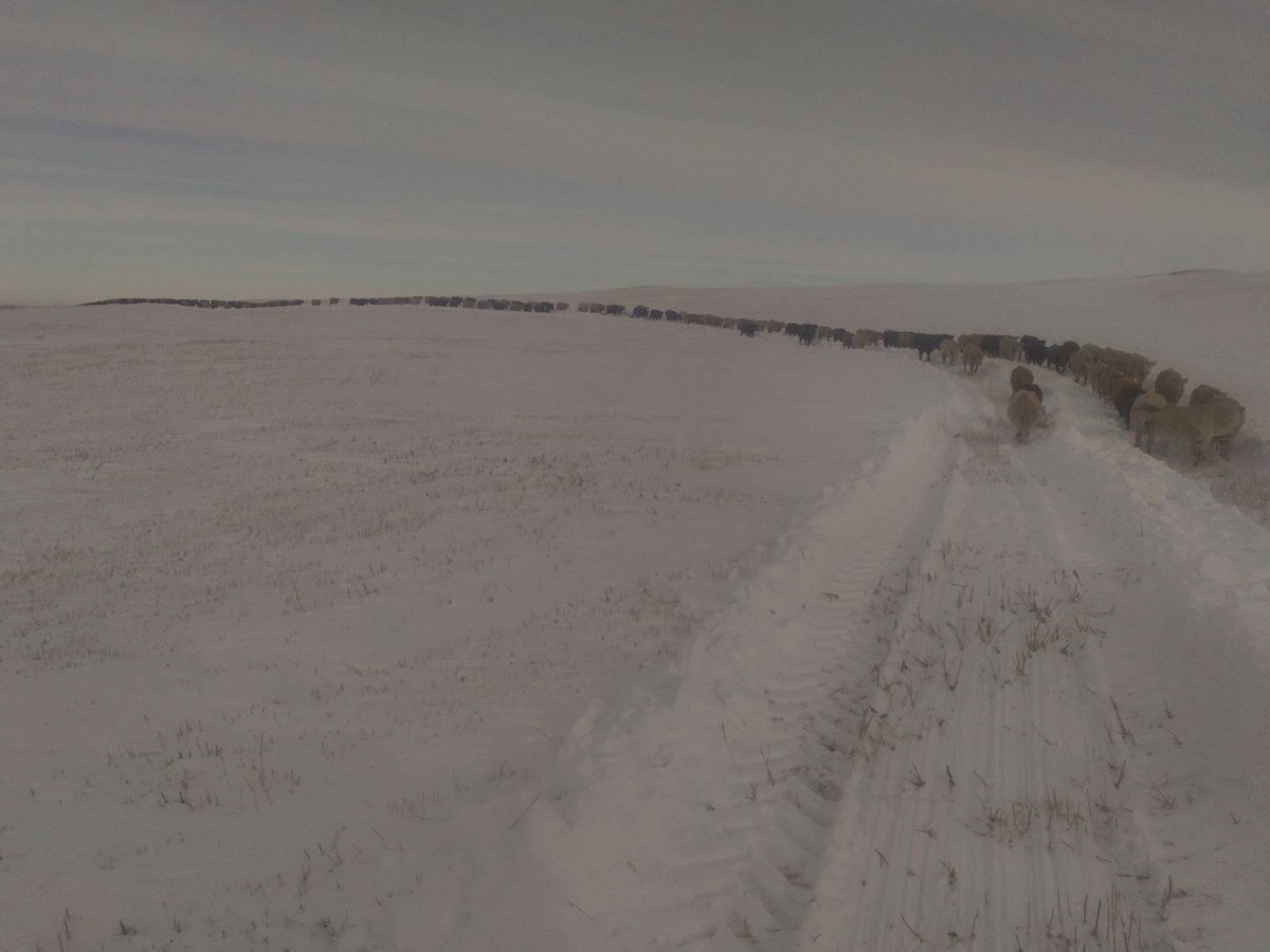ccockwill's tweet photo. Nice day for a cattle drive. Going to swaths 2 months early, given depth of snow. https://t.co/h3zb1PxmPb