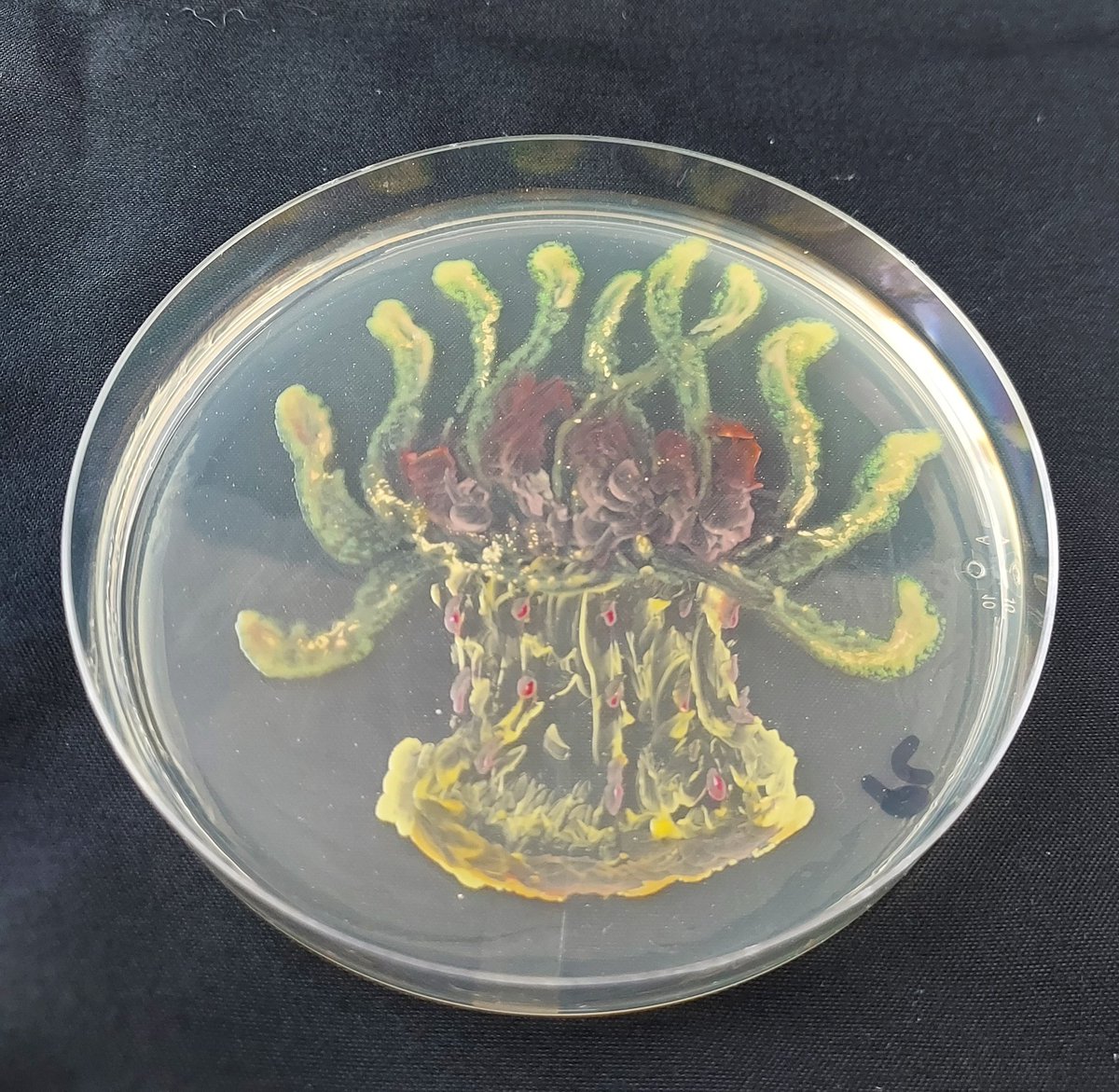 Agar art with my microbial ecology students was a success! I haven't asked yet if I can post any of their pieces, but here's mine 😀!