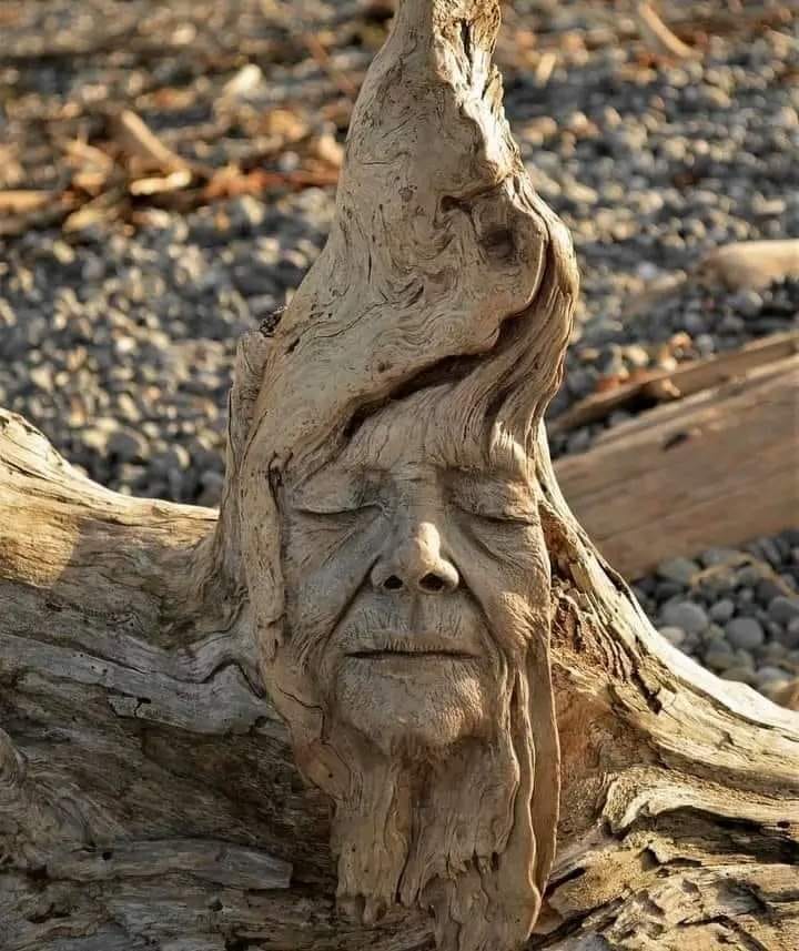 RiccardoFormel1's tweet photo. Debra Bernier è una scultrice canadese che vive con la famiglia nell'isola di Vancouver.
Le sue sculture sono ricavate dai legni che trova sulla spiaggia. Le sue opere parlano dell'unità dell'uomo e della natura. https://t.co/2WG42pqT4C