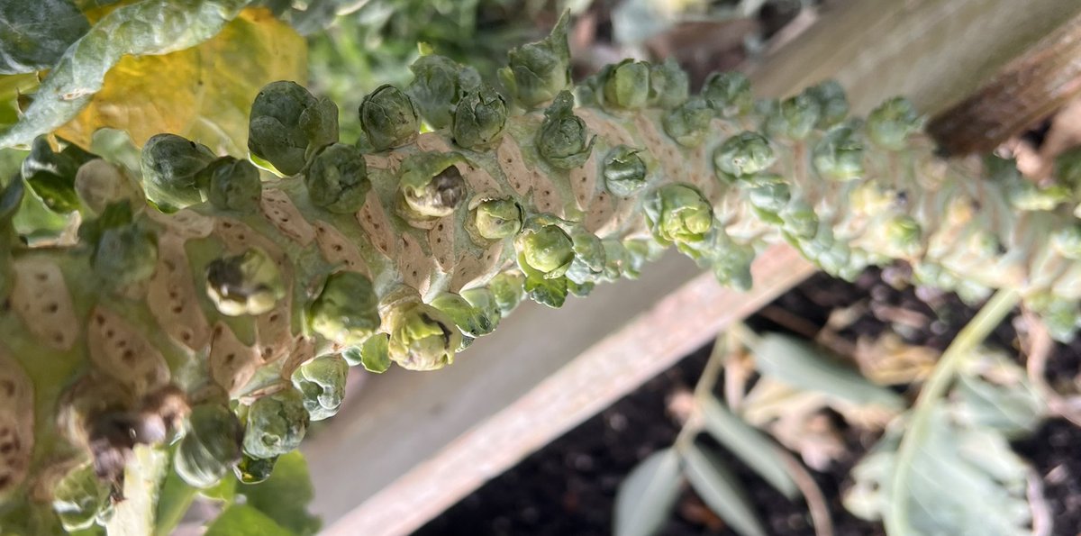 ed_clavel's tweet photo. All I have left of my garden is a couple of carrots 🥕 and these sexy Brussels Spouts (finally getting there). I hope they make it befor they freeze https://t.co/SeJpTbdPVD