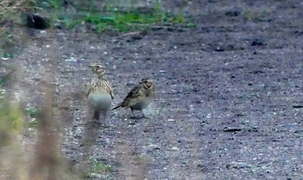 SteveOnHilbre's tweet image. Busy with work since we got back from St Agnes but I’m beginning to love late autumn @hilbrebirdobs … #PallidSwift (patch theft!🤣) #SiberianChiffchaff #LaplandBunting and #GreatWhiteEgret … November is the new October!