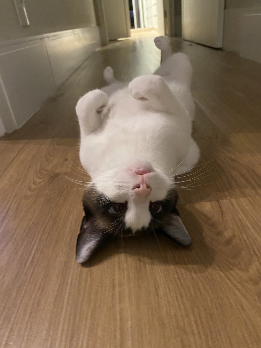 mmaethe's tweet photo. O REMY É PERFEITO DEMAIS, NÃO DA!!! https://t.co/wEgYhIEKDy