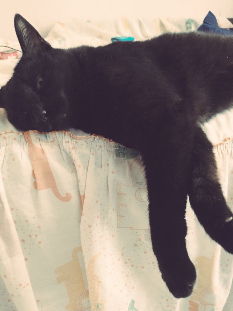 cats_eleonor's tweet photo. Yoko🖤 ya casi en los 11 años que llevas viviendo conmigo cuántas cosas, aventuras, cambios de casa, cazando distintos tipos de presas, sobreviviendo al #rusoazul has comenzado una nueva etapa, la de tu atardecer tardío 🖤🖤💕💕🥹🥹 mi cora sabe y Yo sé que tú sabes. https://t.co/ZzbrZgBzG0