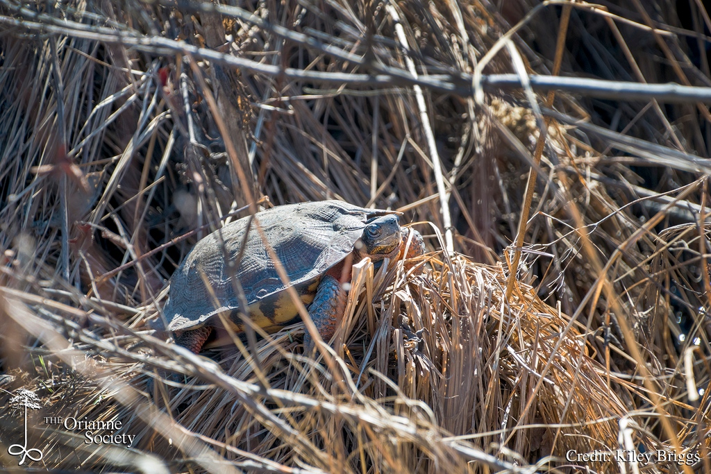 OrianneSociety's tweet photo. This #WoodTurtle needs a name! 

Reply with name ideas and we'll choose from the entries. Each Wood Turtle we see gets a code, but those we recognize on sight get names. We've seen this gal 9 times since 2018, so F No.03 isn't cutting it anymore.

#turtle #glyptemysinsculpta https://t.co/cJV4h2yuPW