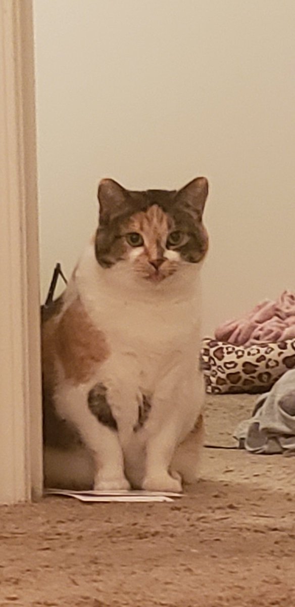 ArynAlyssabeth's tweet photo. I have the derpest cat ever. #derp #CatsOfTwitter #CatsLover #kittycats #pippin #literarynames #amquerying #writersoftwitter https://t.co/y8jGaafxzD
