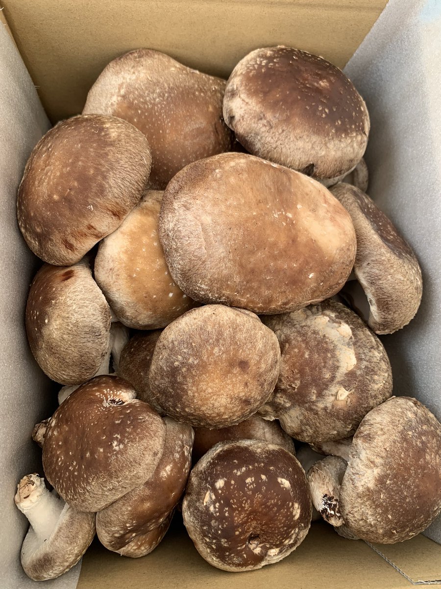 RINKA_SHIITAKE8's tweet photo. 100回目で収穫する
試食企画第87弾🍄

鱗花-錦-
壱等賞・秋田県知事賞及び秋田県市長会会長賞受賞

当選者様は食べた感想のツイートをお願いします🌸
送料無料1名様。フォロー&amp;リツイートでご参加下さい🍄

締切は11月23日21時頃🍄
ご当選はDMでお知らせします。

【鱗花🍄】
https://t.co/Mui2YOVum6 https://t.co/UWFbqR5Xhn
