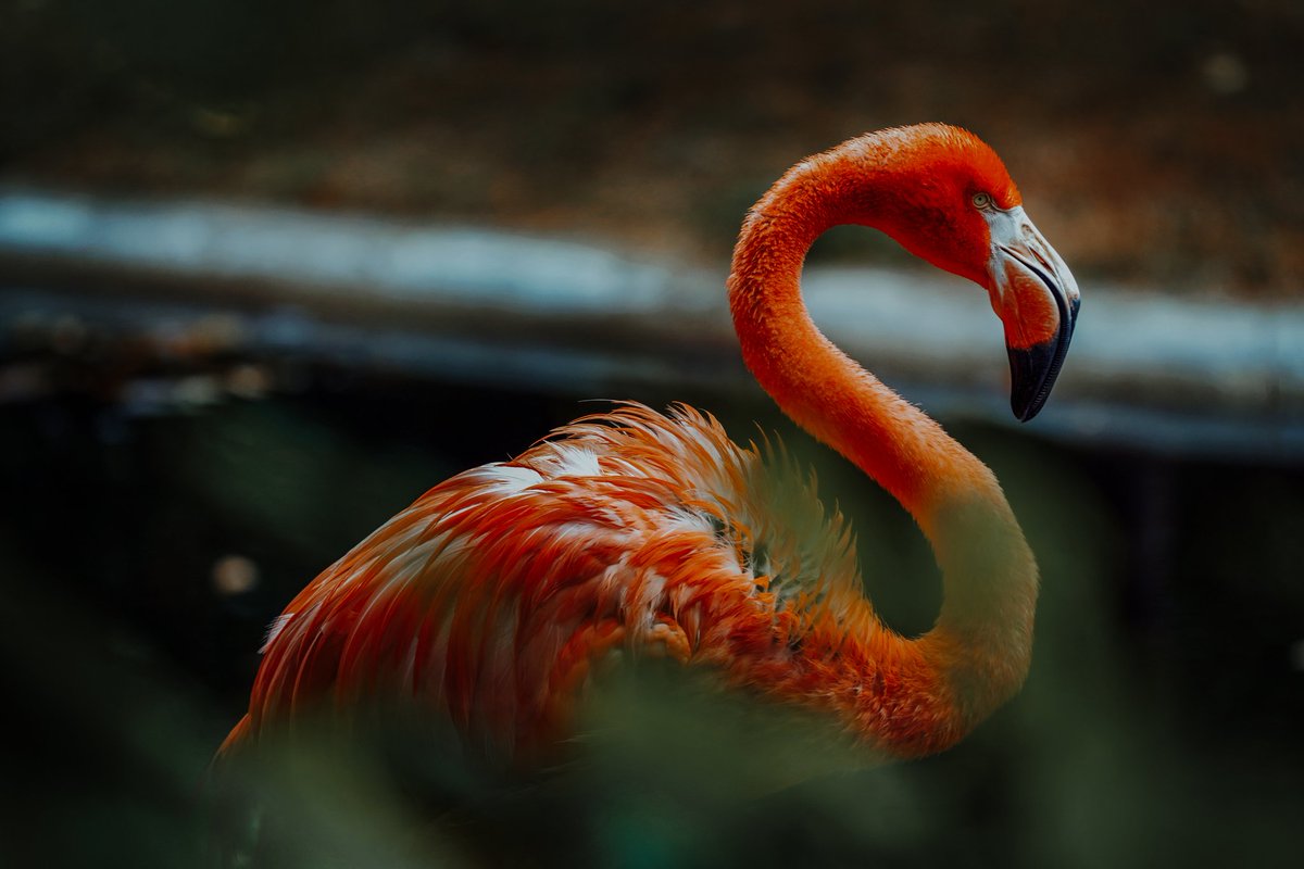 And all the earth will shout Your praise
Our hearts will cry, these bones will sing
Great are You, Lord

- Great Are You Lord by All Sons &amp; Daughters 
——————————————
#naturephotography #flamingo #indianapoliszoo #folksouls #folkscenery #folkphoto #woodland #forest #lowlands