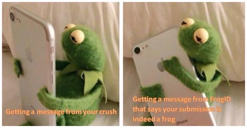 FrogIDAus's tweet photo. Thank you for your patience as we work through thousands of #FrogIDWeek recordings!

Don’t forget to check your ‘Not Submitted’ folder on the FrogID app to ensure all your recordings have uploaded.

#FrogID meme credit: Zara Evans 🐸 https://t.co/knGYqElIVl