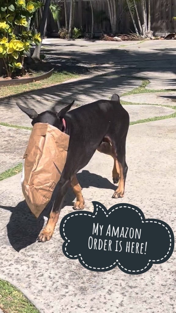 VickiYu's tweet photo. Tail Wagging 5 Star Amazon Review: “Unboxing” Video @zippypaws Finn the Fish III 🐠🐠🐠
(Finn I and II appear at the end of this video, old clips repurposed into a reel)🎞
Enjoy your weekend friends🌺🙂🐾
#IchiTheDoberman
#nubbies #waggingtail #nubbers … https://t.co/MkiWT94aSr https://t.co/nBfCLJXjXG
